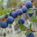 蓝莓苗价格、晚蓝蓝莓苗、长沙蓝金蓝莓苗放心省心