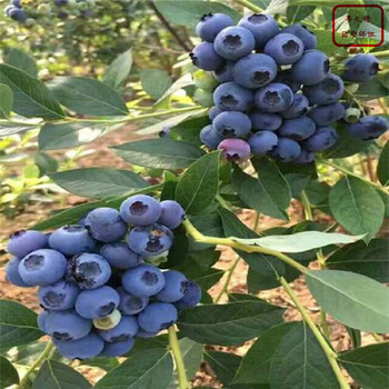 奥尼尔蓝莓苗、粉蓝蓝莓苗、安庆奥扎克蓝蓝莓苗种的怎么样