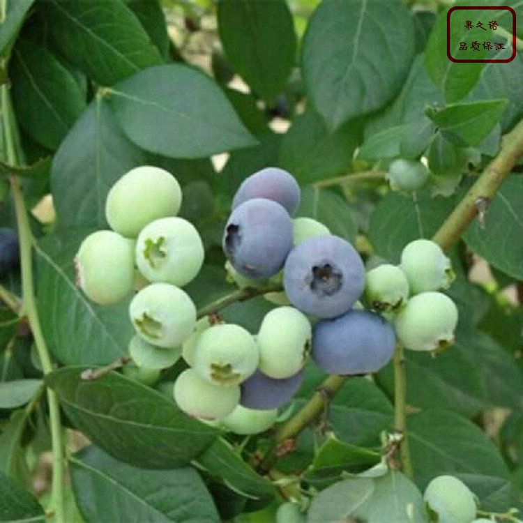 3年蓝莓苗、布里吉它蓝莓苗、宿州北高丛蓝莓苗