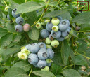 上海艾文蓝蓝莓苗种植技术图片