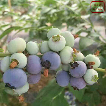 上海梯芙蓝蓝莓苗主产区欢迎您
