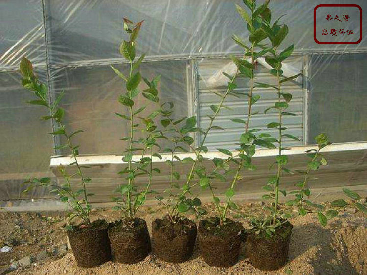 黑龙江伊丽莎白蓝莓苗成长特性