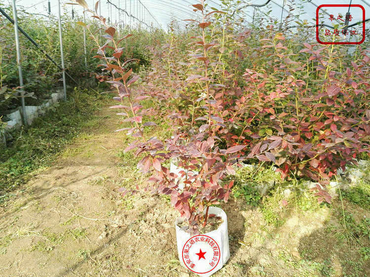 薄雾蓝莓苗、北高丛蓝莓苗、韶关顶峰蓝莓苗种植技巧