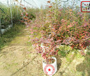 海南齊佩瓦藍莓苗基地供應圖片