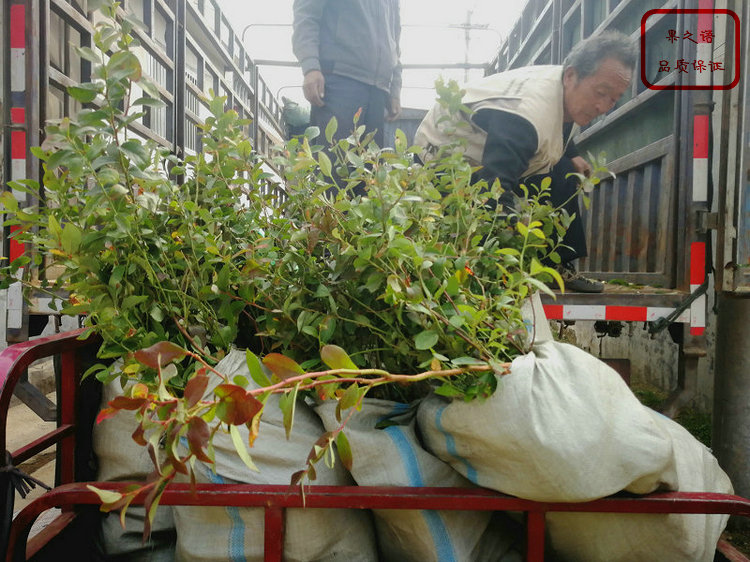 福建苏斯兰蓝莓苗种植技术