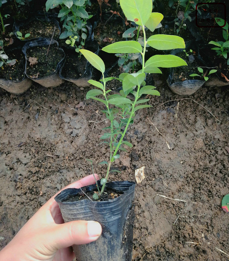 山东蓝宝石蓝莓苗种植基地