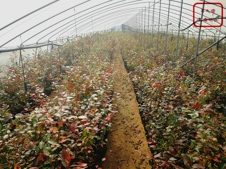 上海4年蓝莓苗新品种