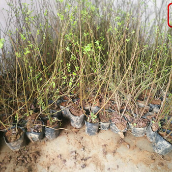 藍莓苗價(jià)格、藍莓苗、蘭州迪克西藍莓苗成長(cháng)特性
