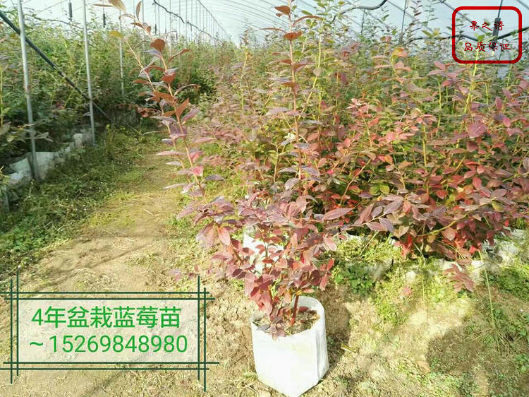 广东蓝莓种苗技术指导