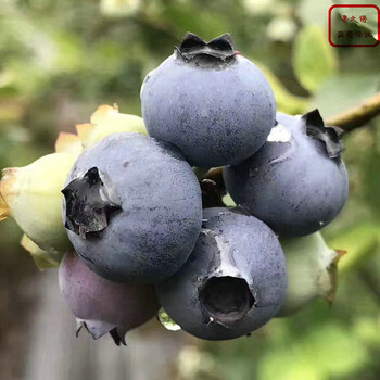 山东蓝宝石蓝莓苗种植基地