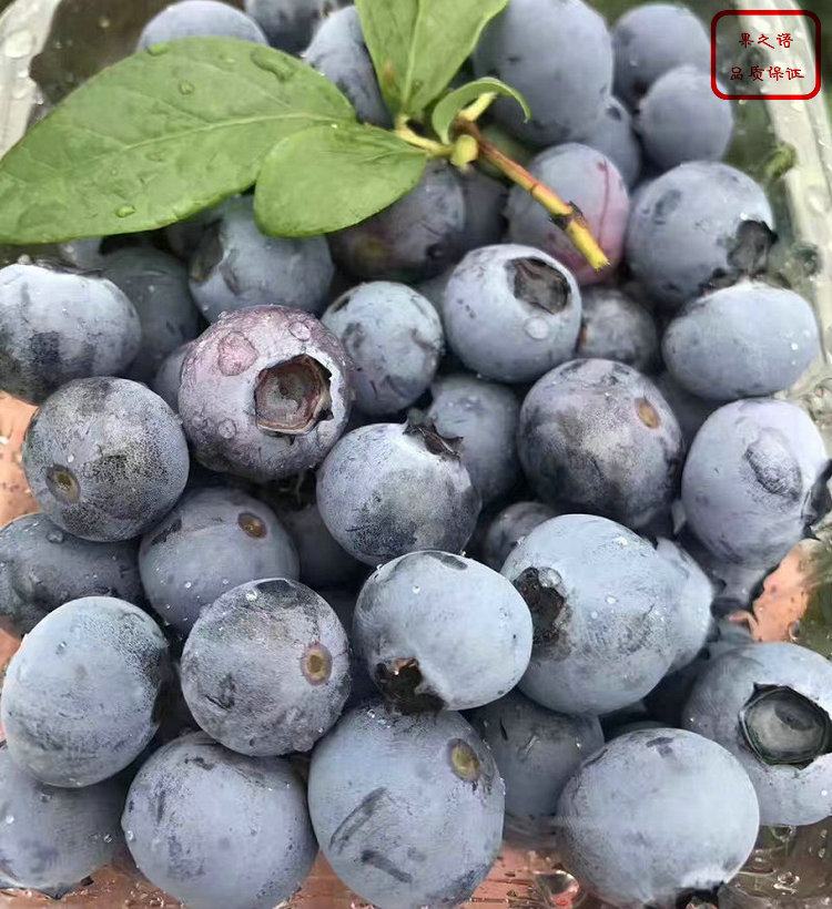 山东蓝宝石蓝莓苗种植基地