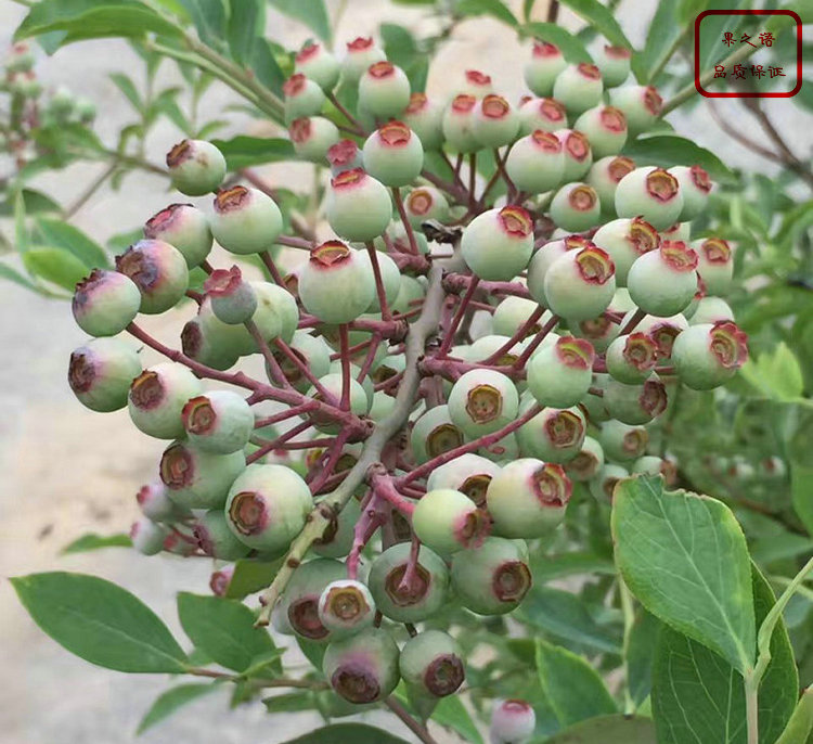 3年蓝莓苗、坤蓝蓝莓苗、黄冈灿烂蓝莓苗一棵的价钱