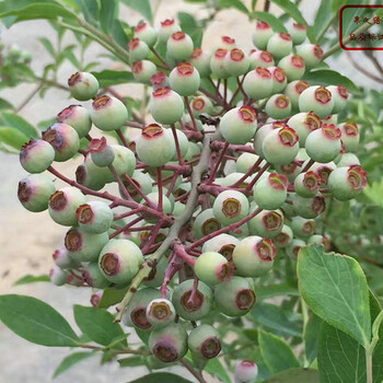 蓝莓苗、贵蓝蓝莓苗、津南海滨蓝莓苗种植技术