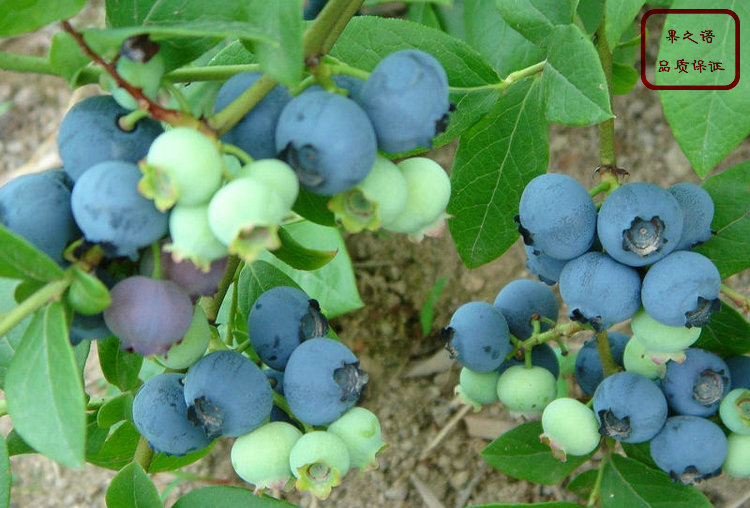 福建苏斯兰蓝莓苗种植技术