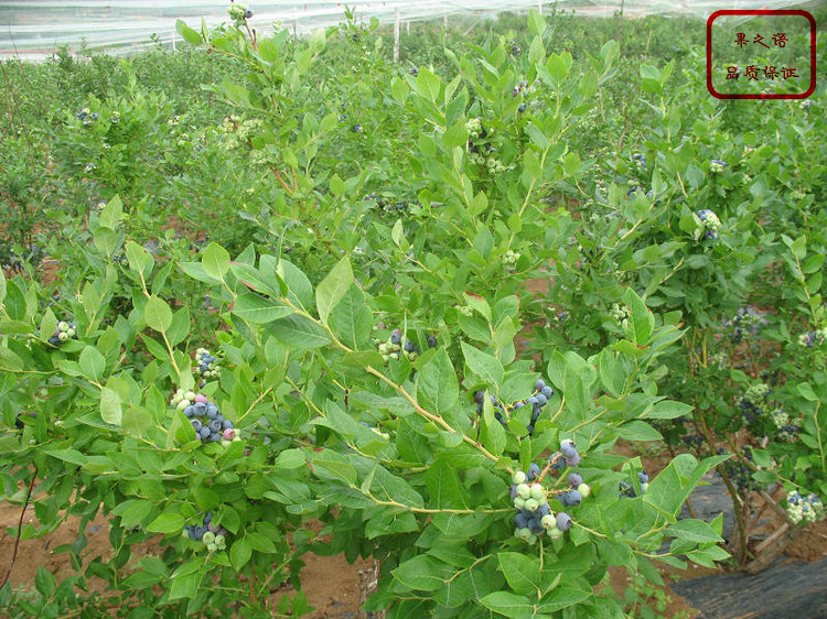 大棚蓝莓苗、晚蓝蓝莓苗、乌鲁木齐艾文蓝蓝莓苗出售信息