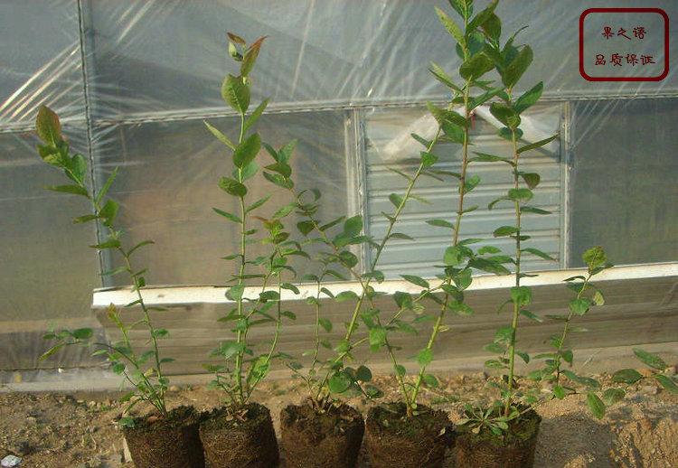 蓝莓苗、弗罗里达蓝莓苗、大兴安岭北蓝蓝莓苗种植管理
