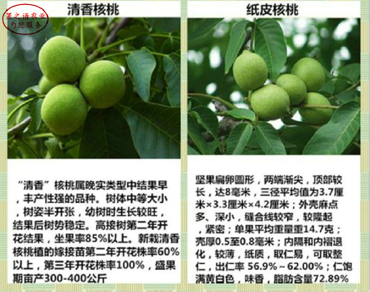 重慶1cm核桃樹、2公分核桃樹貨源地在哪