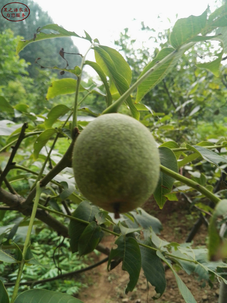 西藏3cm核桃樹(shù)、10公分核桃樹(shù)一畝栽多少棵