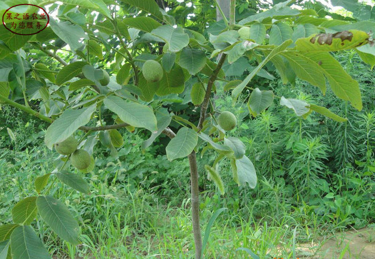 廣東7公分核桃樹、6cm核桃樹種植時間