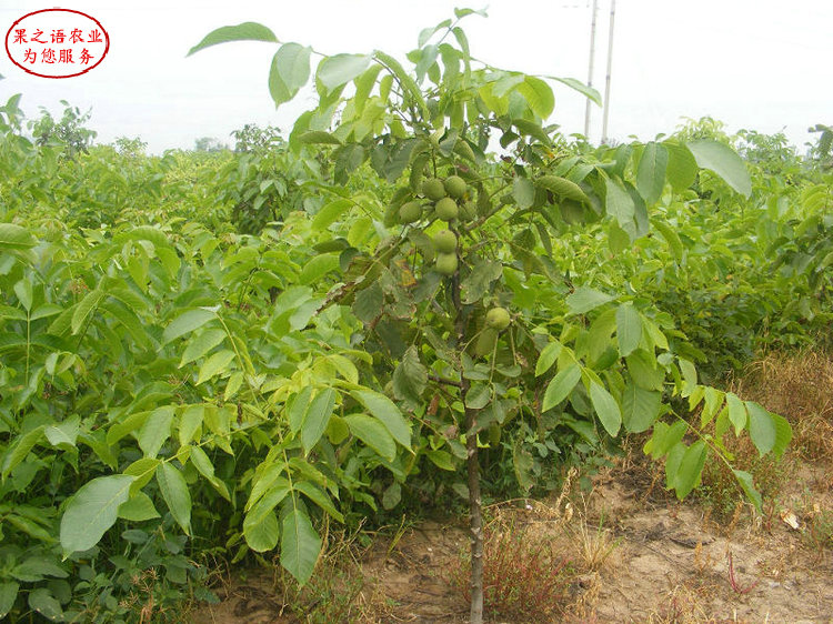 6公分核桃樹哪里的 6公分核桃樹種植技術(shù)