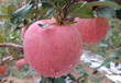 西藏蜜脆苹果苗从哪里引进成熟期是几月