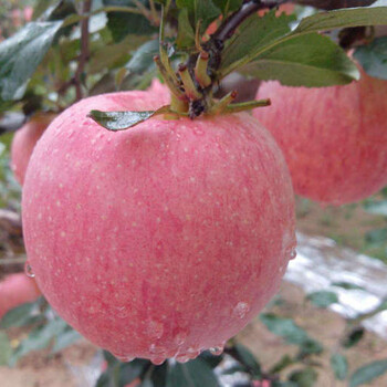 苹果树苗基地、蜜脆苹果树、蜜脆苹果树报价