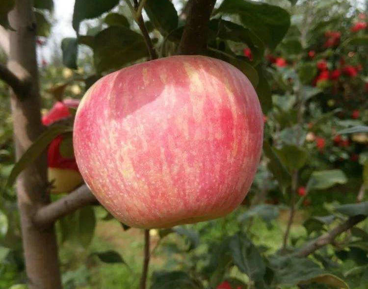 苹果苗批发、蜜脆苹果树苗、蜜脆苹果树苗技术指导