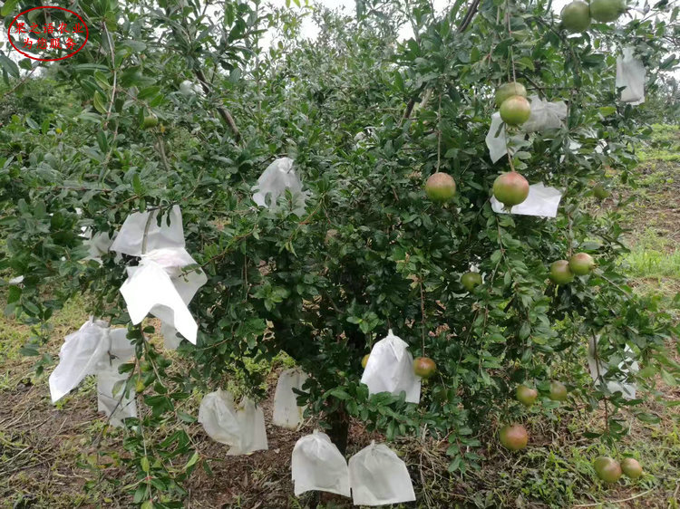 甜石榴苗、新疆无籽石榴树苗现货销售