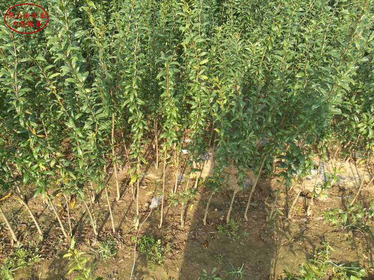 石榴苗、吉林黑石榴树种植基地
