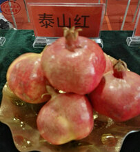 天津泰山红石榴树批发商图片