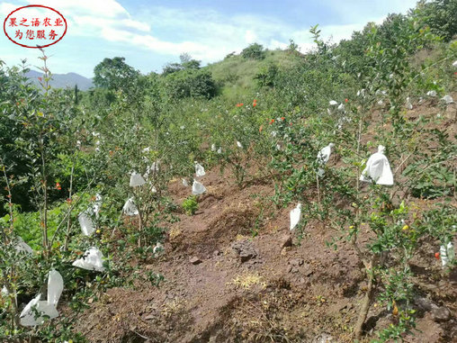 甜石榴树苗、安徽6cm石榴树种植技术