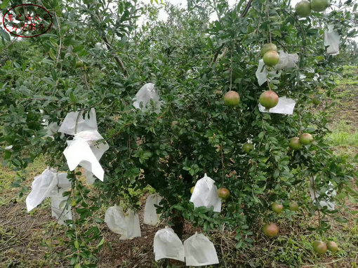 山西泰山红石榴树主产区欢迎您