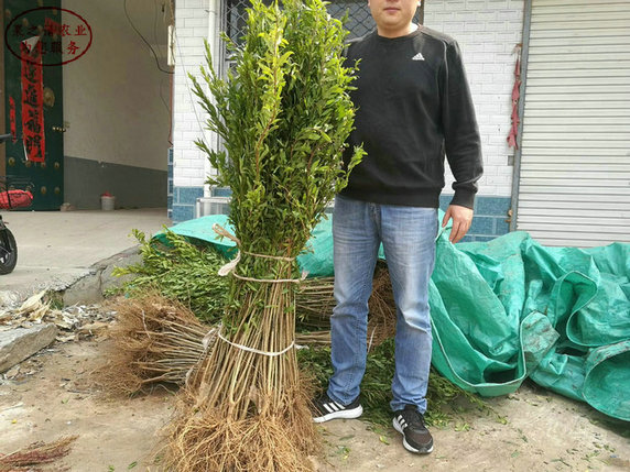 4cm石榴树出售信息 4cm石榴树品种