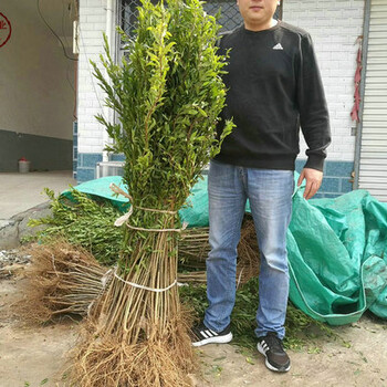 軟籽石榴苗基地、湖北軟籽石榴樹苗種植基地