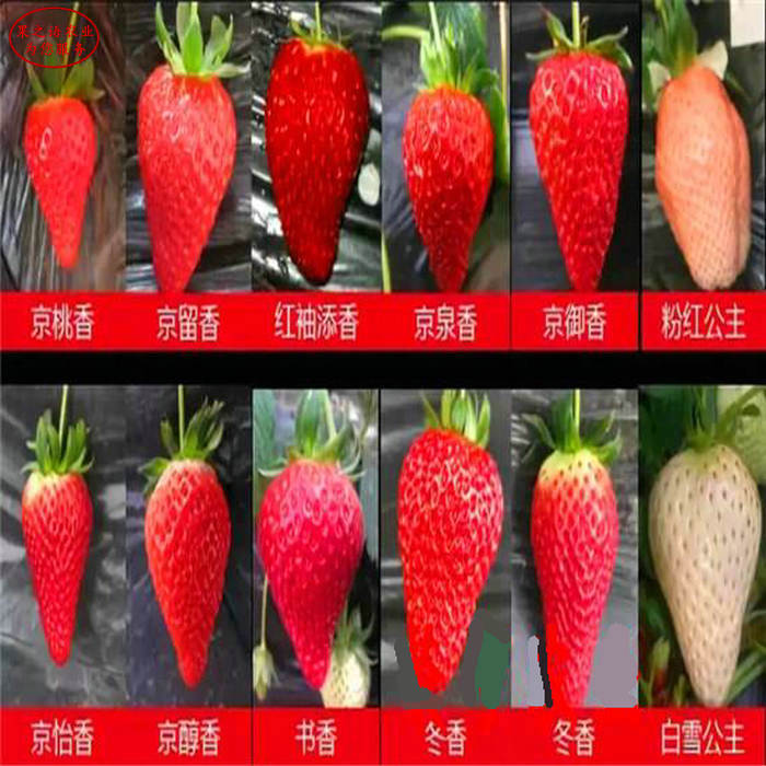 奶油草莓苗、陜西小白草莓苗哪里的