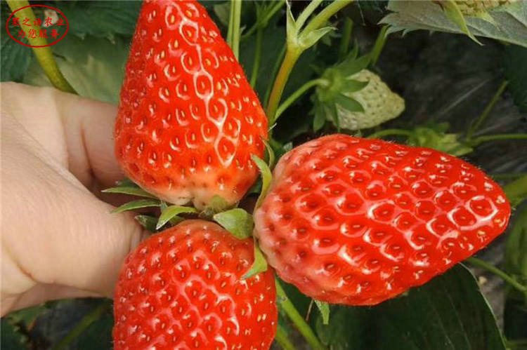 紅顏草莓苗、湖南甜寶草莓苗品種