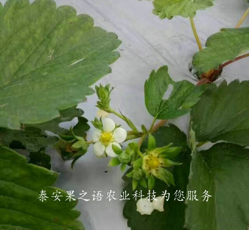 红颜草莓苗、江西越心草莓苗一亩栽多少棵