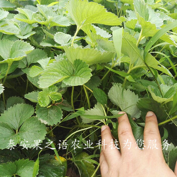 奶油草莓苗、云南四葉一芯草莓苗品種