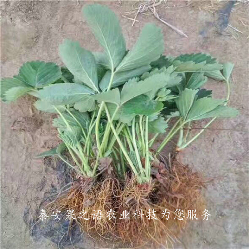 脫毒草莓苗、重慶越心草莓苗真正適合南方種植的品種
