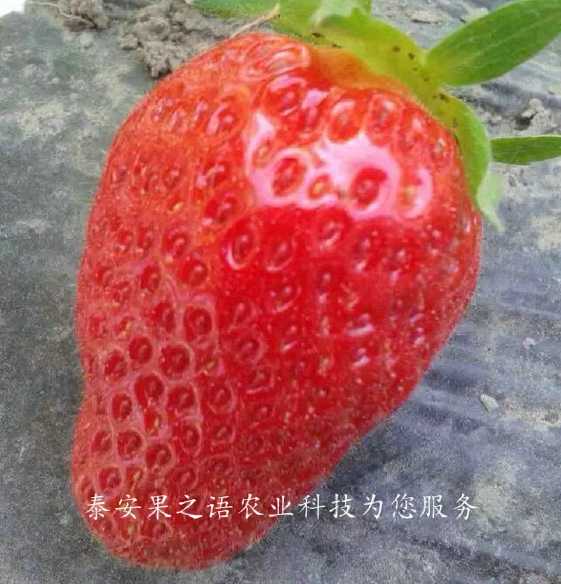 脱毒二代草莓苗、云南四季草莓苗 种植基地