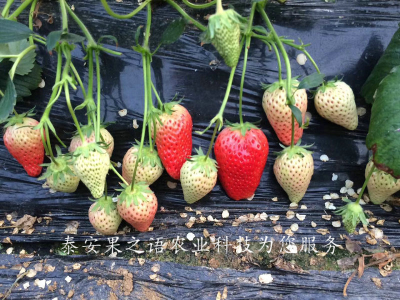 脱毒二代草莓苗、云南四季草莓苗 种植基地