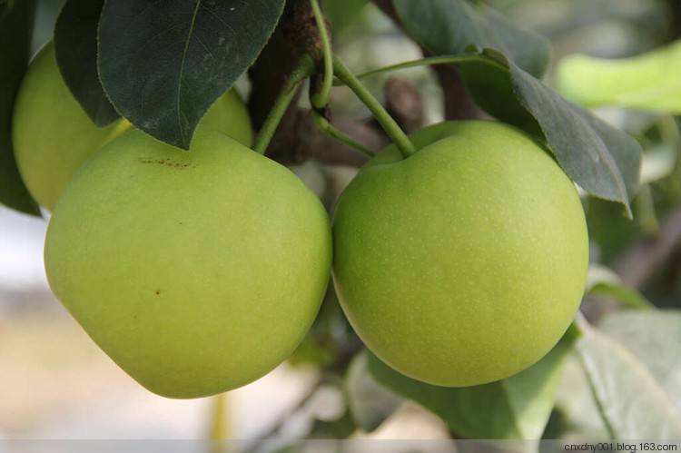 早酥梨树苗供应 早酥梨树苗一亩栽多少棵