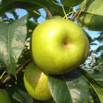 南水梨苗、浙江苹果梨树苗真正适合南方种植的品种