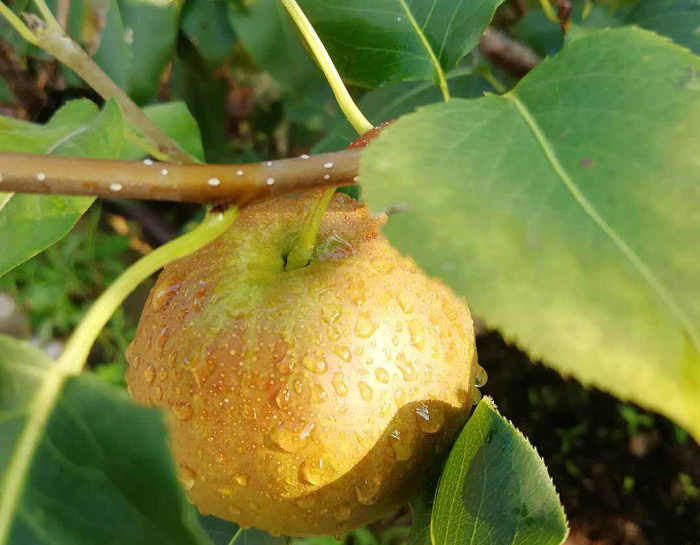 湖北梨苗种植技术