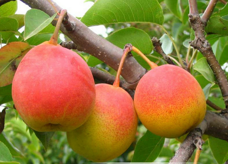 新梨7号梨苗、浙江美人酥梨树品种有哪些