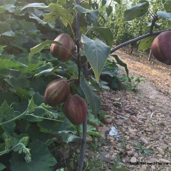 新疆红香酥梨树苗出售