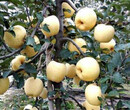 四川維納斯蘋果苗種植技術