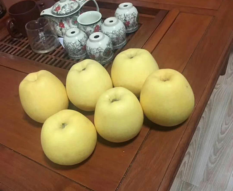 浙江1公分维纳斯黄金苹果苗种植技巧