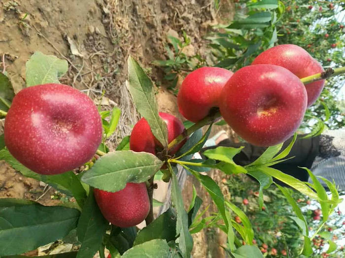 中油蟠9号桃树苗中油蟠9号桃树苗种植基地