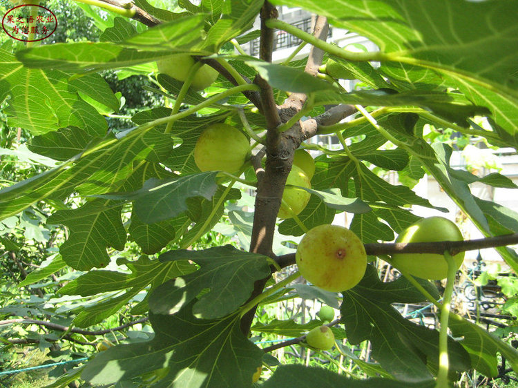 日紫无花果树苗采购热线 日紫无花果树苗品种